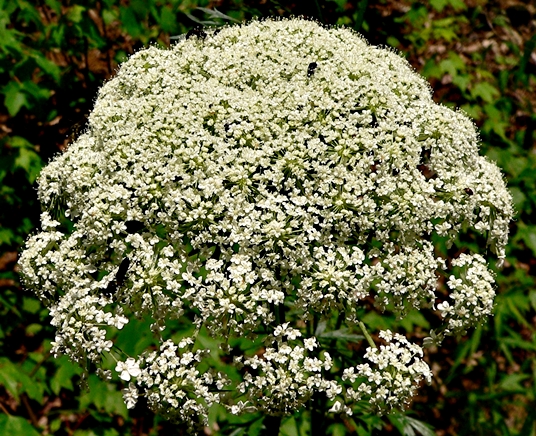 {Daucus carota}